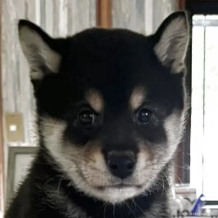 ID:2508-02050の子犬
