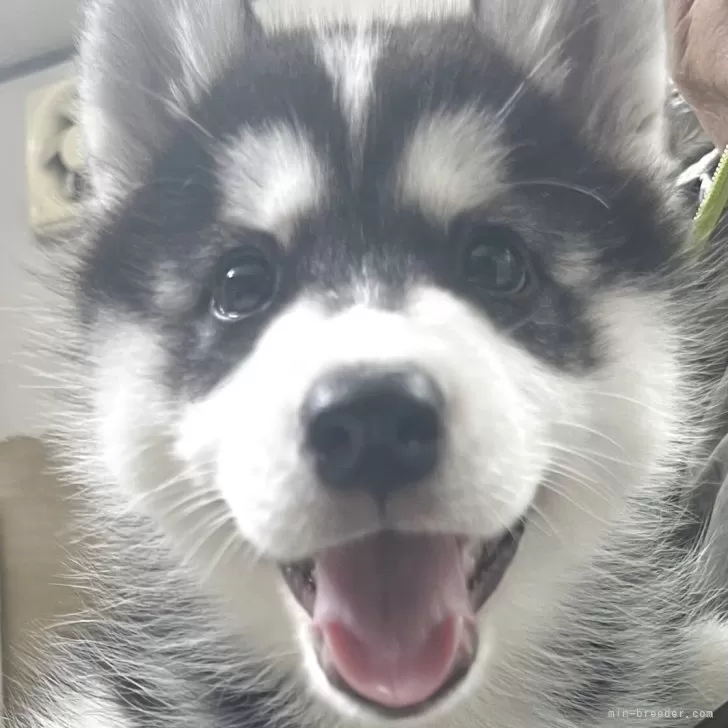 K.T 様のお迎えした子犬