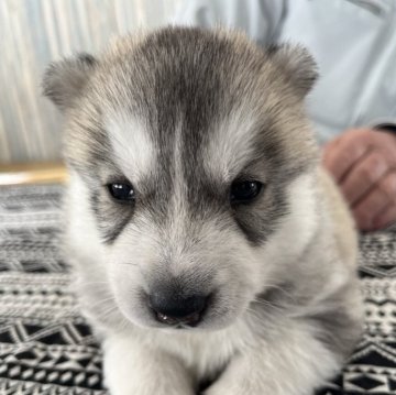 シベリアンハスキー【北海道・女の子・2025年1月4日・シルバー&amp;ホワイト】の写真「ぽっちゃりな女の子」