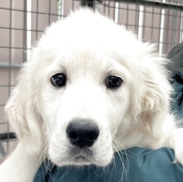 ゴールデンレトリバー【北海道・男の子・2025年8月30日・クリーム】の写真「可愛いヨーロピアンゴールデン💕」