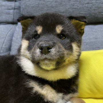 柴犬(豆柴)【北海道・男の子・2025年1月28日・黒】の写真「垂れ耳がかわいい おとなしめの男の子」