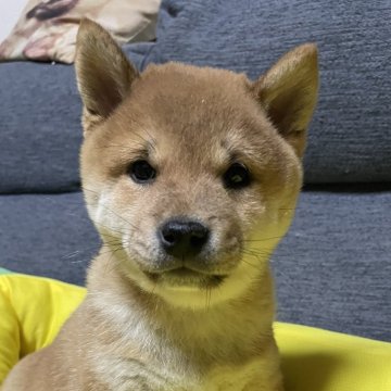 柴犬(豆柴)【北海道・男の子・2025年1月28日・赤】の写真「元気モリモリ活発な男の子」