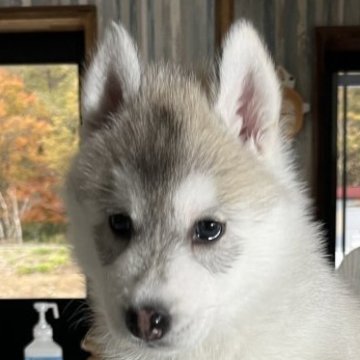 シベリアンハスキー【北海道・男の子・2025年8月30日・シルバー&ホワイト】の写真「骨格の良い男の子💙」