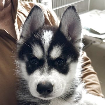 ミックス(サモエド×シベリアンハスキー)【北海道・男の子・2025年8月18日・ブラック&ホワイト】の写真「ガッチリした骨格でボーイッシュなイケメン💙」