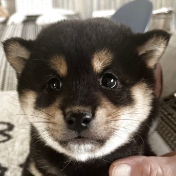柴犬(豆柴)【北海道・男の子・2025年10月17日・黒】の写真「可愛いたぬき顔の男の子🩵」