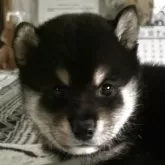 豆柴