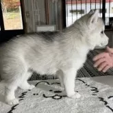 シベリアンハスキー【北海道・男の子・2025年8月30日・シルバー&ホワイト】の写真2