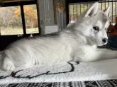 シベリアンハスキー【北海道・男の子・2025年8月30日・シルバー&ホワイト】の写真4