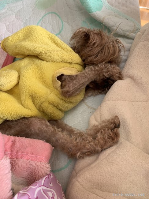 パパと一緒にネムネム😴｜関口　初江(せきぐち　はつえ)ブリーダー(群馬県・トイプードル・JKC登録)の紹介写真4