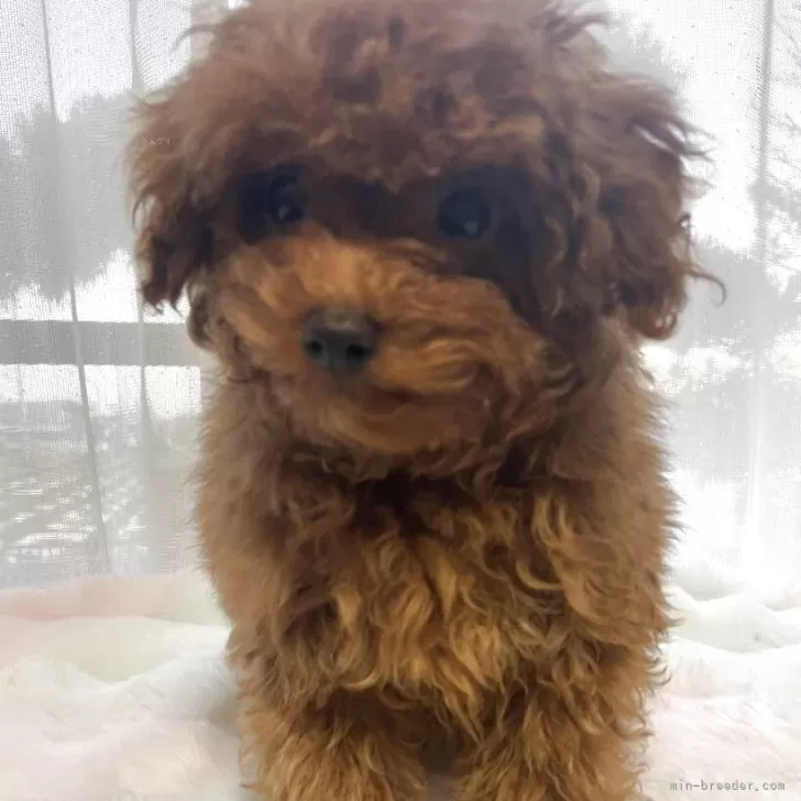 ID：2505-03000の子犬