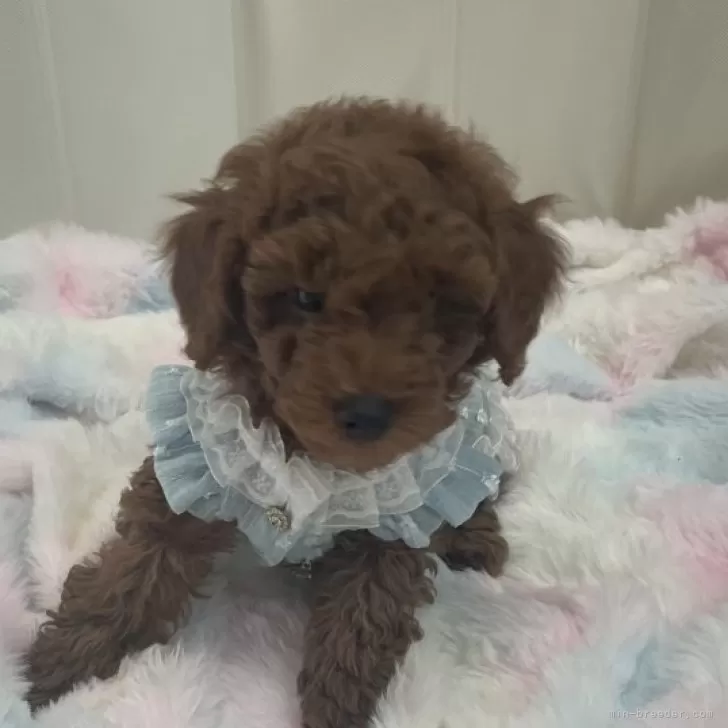 ID：2501-00208の子犬