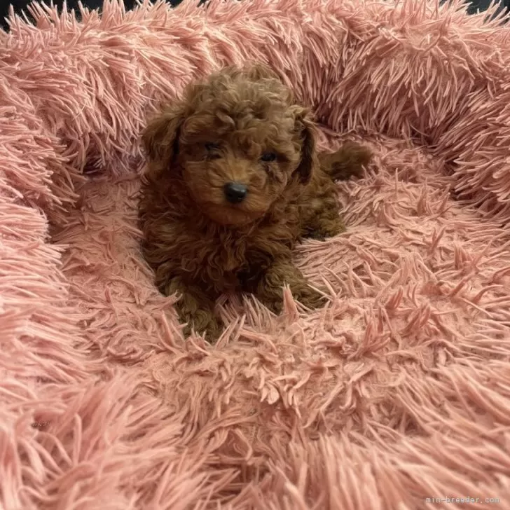 ID:2501-00210の子犬