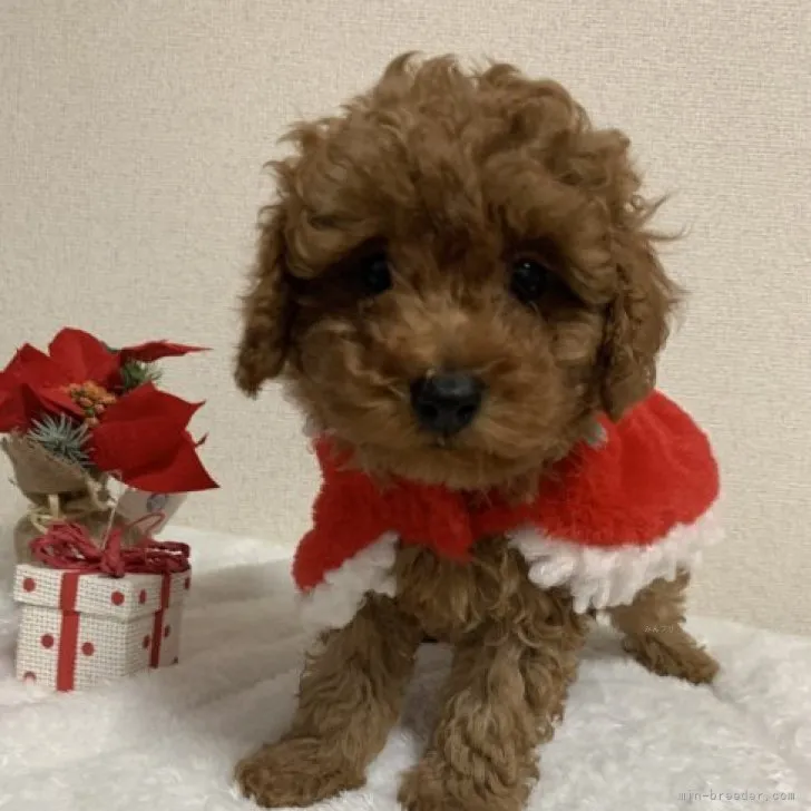 ID:2310-00942の子犬