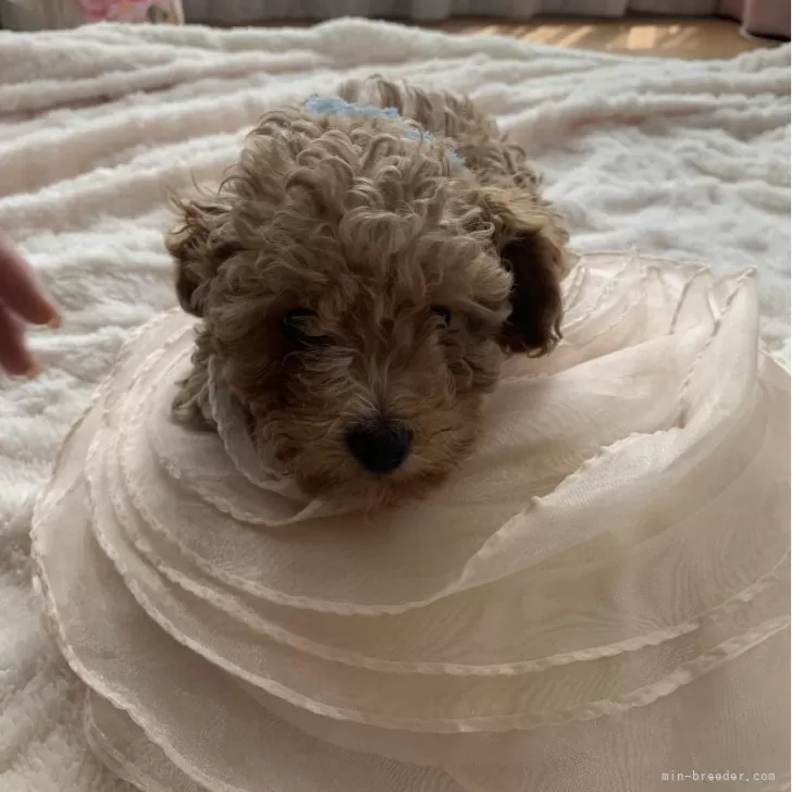 Y.K 様のお迎えした子犬