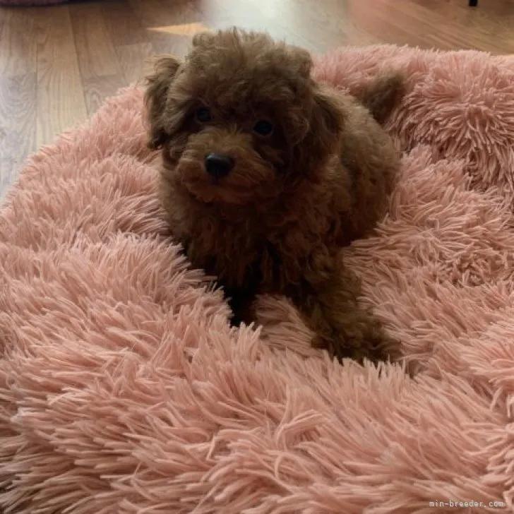 タロー 様のお迎えした子犬