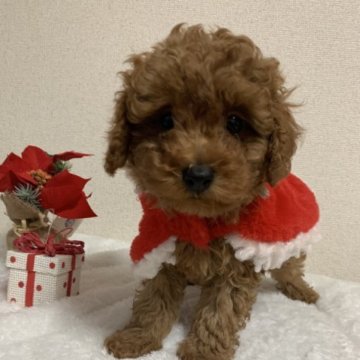 トイプードル(トイ)【群馬県・男の子・2023年9月18日・レッド】の写真「イケメン君です💓値段を下げさせていただきました。」