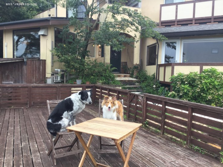 ワンちゃんと泊まれる素敵なホテルに行ってきました。何処にでも連れて行きたいな。お利口さんだから。｜荒木　寿子(あらき　としこ)ブリーダー(長崎県・ボーダーコリーなど・JKC登録)の紹介写真2