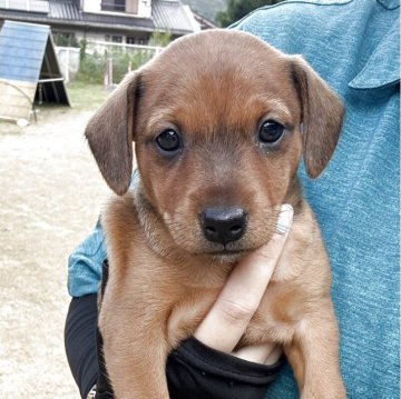 ミニチュアピンシャー【長崎県・女の子・2025年8月21日・レッド】の写真「ご飯が欲しくなると、落ち着いてお座りします。賢い」