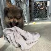 ポメラニアン【鹿児島県・男の子・2024年9月21日・オレンジセーブル】の写真10