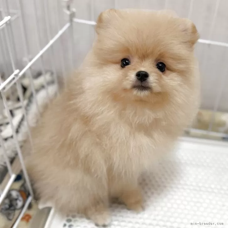 ID：2507-06881の子犬