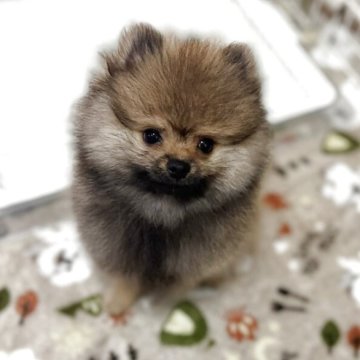 ポメラニアン【鹿児島県・男の子・2025年7月19日・ウルフセーブル】の写真「もふもふ小さめ男の子」