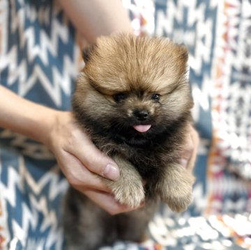 ポメラニアン【鹿児島県・男の子・2025年7月19日・オレンジセーブル】の写真「もふもふ小さめ男の子」