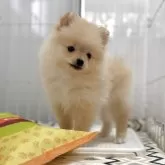 ポメラニアン