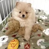 ポメラニアン
