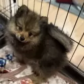 ポメラニアン【鹿児島県・男の子・2024年9月21日・オレンジセーブル】の写真8