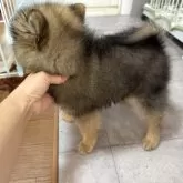 ポメラニアン【鹿児島県・男の子・2024年9月21日・オレンジセーブル】の写真5