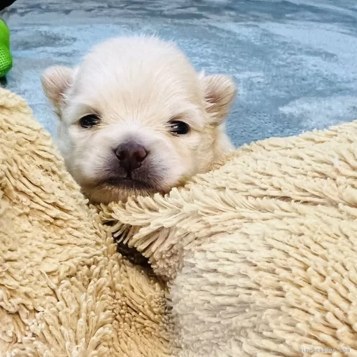 A 様のお迎えした子犬