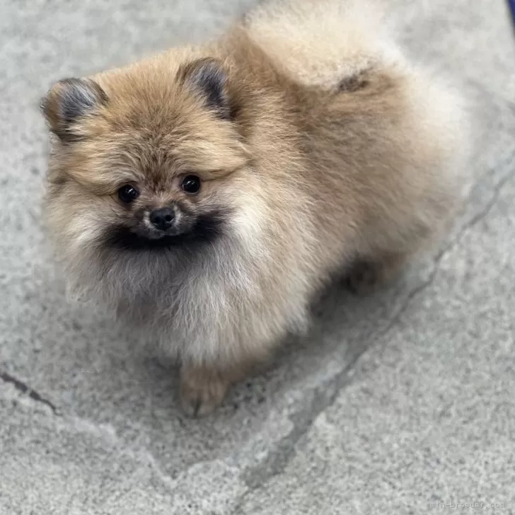 T.S 様のお迎えした子犬