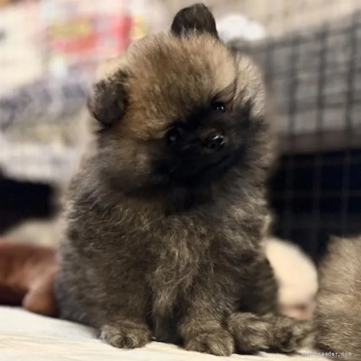 ID：2206-02362の子犬