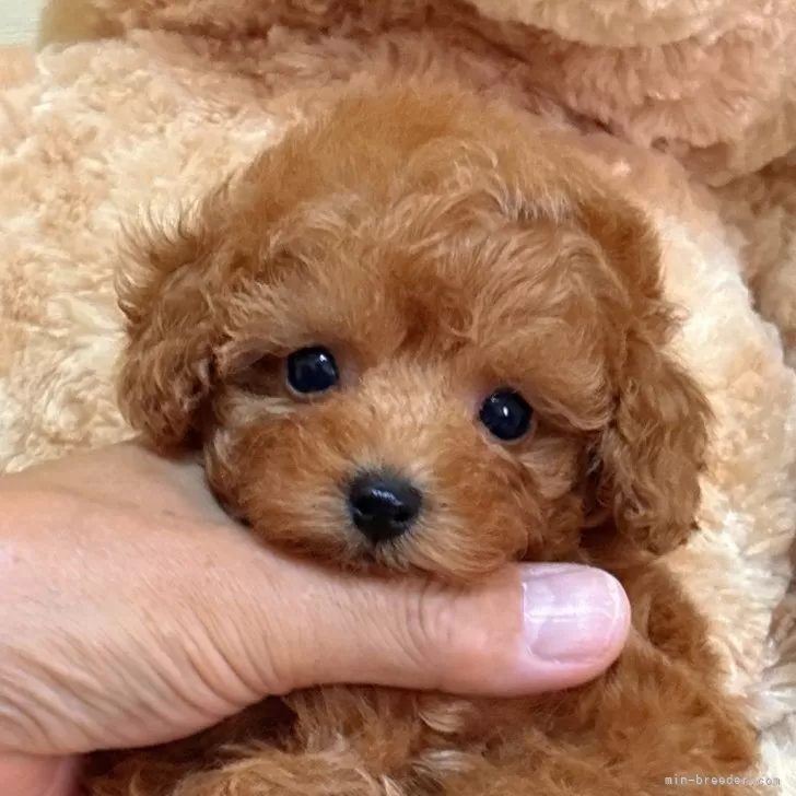 ID：2506-04932の子犬