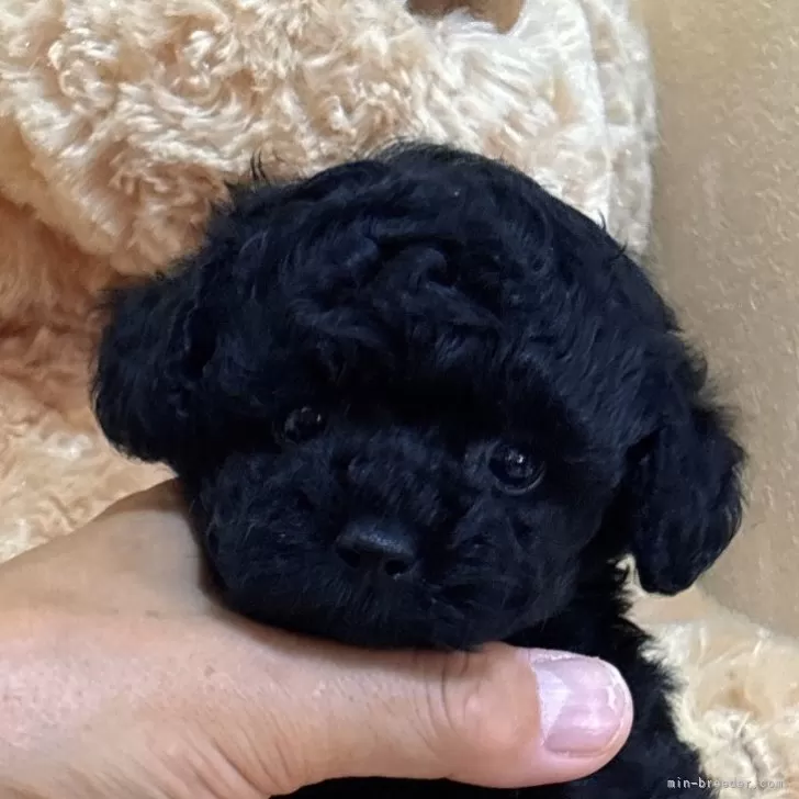 クロロ 様のお迎えした子犬