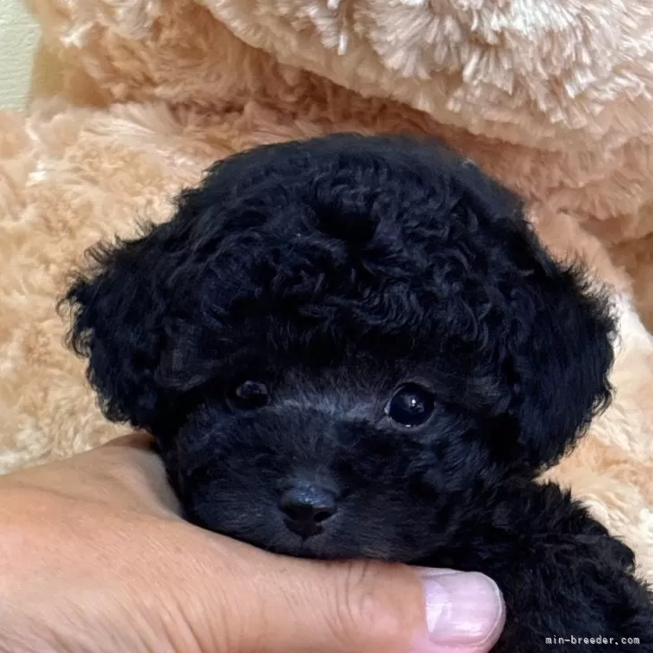 ID：2508-05081の子犬