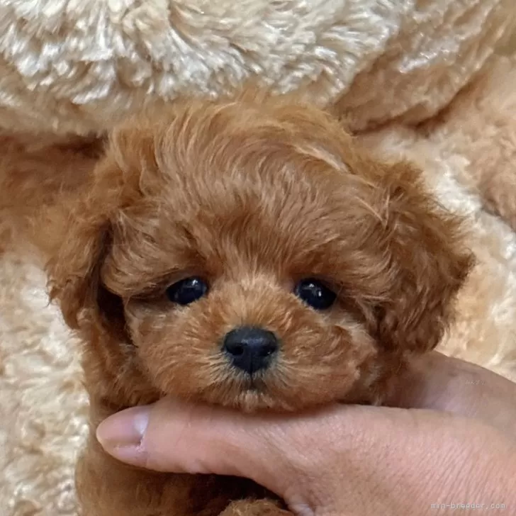 Y.Y 様のお迎えした子犬