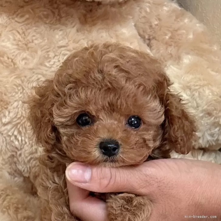 K.K 様のお迎えした子犬