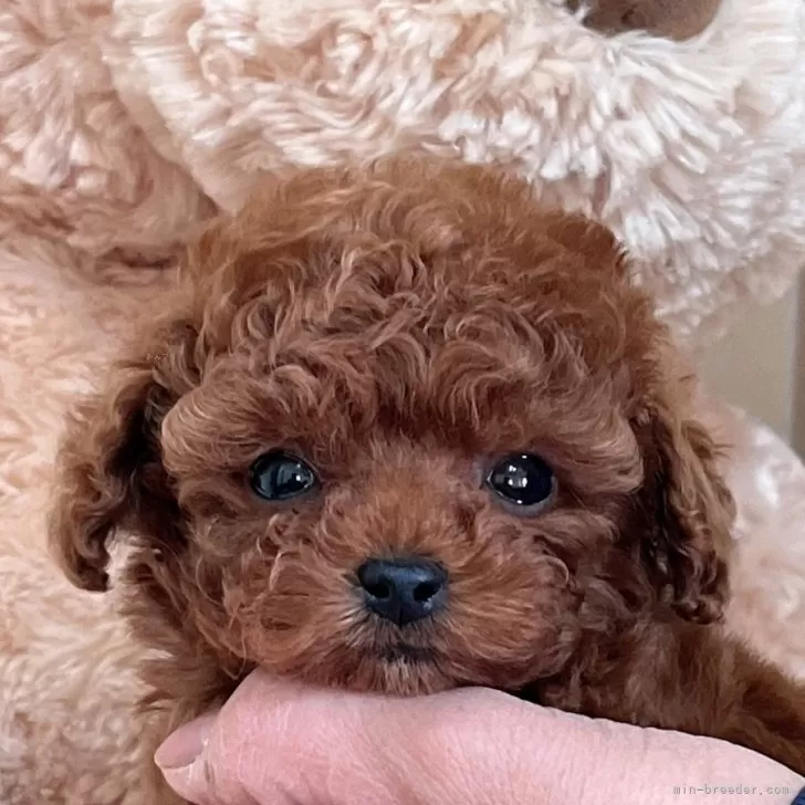 Y.M 様のお迎えした子犬