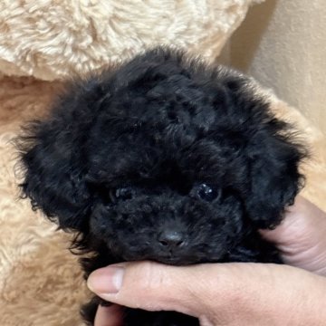 トイプードル(タイニー)【静岡県・女の子・2025年9月19日・ブラック】の写真「ちっちゃいけど元気モリモリかわいい女の子💕ペコ有」