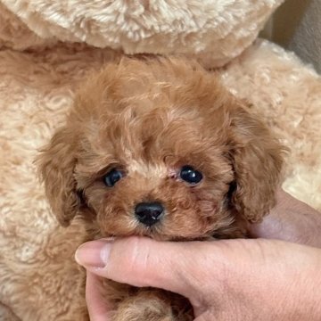 タイニープードル【静岡県・女の子・2025年10月12日・レッド】の写真「ちっちゃくてめっちゃかわいい女の子💕」