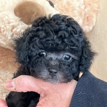 トイプードル(トイ)【静岡県・男の子・2025年1月8日・シルバー】の写真「かわいいシルバーの男の子🌟」