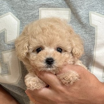 タイニープードル【静岡県・女の子・2025年9月19日・クリーム】の写真「めちゃめちゃかわいい懐こい女の子💕」