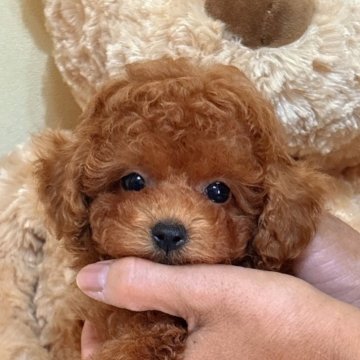 トイプードル(タイニー)【静岡県・女の子・2025年7月24日・レッド】の写真「めちゃめちゃかわいい女の子💕」