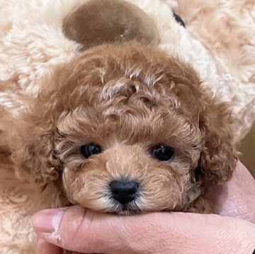 トイプードル(タイニー)【静岡県・女の子・2025年1月14日・アプリコット】の写真「♡毛量たっぷりかわいい女の子💕」