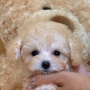 トイプードル(タイニー)【静岡県・女の子・2025年5月9日・クリーム】の写真「綺麗なクリームのかわいい女の子💕」