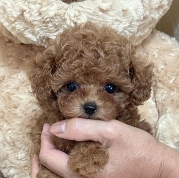 タイニープードル【静岡県・女の子・2025年10月2日・レッド】の写真「懐っこくてめっちゃかわいいレッドの女の子💕」