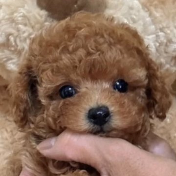 タイニープードル【静岡県・男の子・2025年8月10日・レッド】の写真「めちゃめちゃかわいい男の子🌟10/6迄の募集」