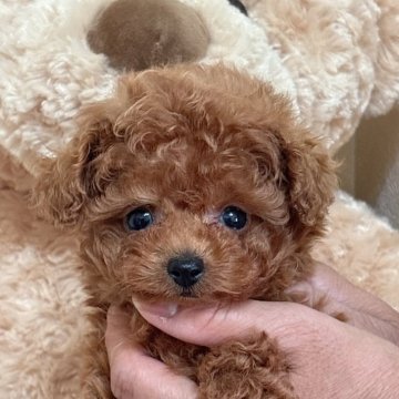タイニープードル【静岡県・女の子・2025年9月16日・レッド】の写真「小さくてめっちゃかわいい女の子💕」