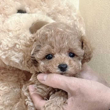 トイプードル(タイニー)【静岡県・男の子・2025年10月20日・アプリコット】の写真「人懐こい大人しめでメッチャ可愛い男の子🌟」